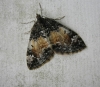 Common Marbled Carpet. 