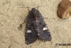 Dot Moth 3 Copyright: Ben Sale