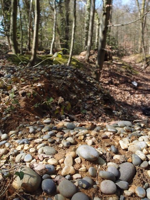 Holdens Wood in Great Warley Copyright: Gerald Lucy