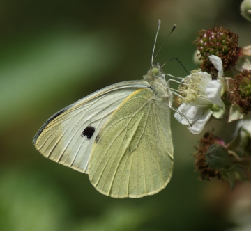 Large White (female) Copyright: Robert Smith