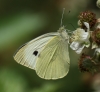 Large White (female) 