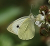 Large White (female) Copyright: Robert Smith