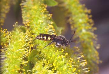 Nomada ferruginata male Copyright: Peter Harvey