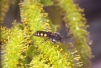 Nomada ferruginata male 