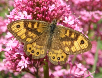 Wall butterfly Copyright: Sue Grayston