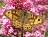 Wall butterfly Copyright: Sue Grayston