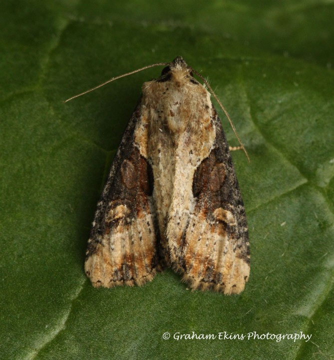 Lateroligia ophiogramma  Double Lobed Copyright: Graham Ekins