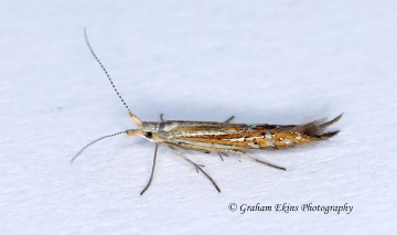 Coleophora limoniella GD Copyright: Graham Ekins