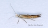 Coleophora limoniella GD Copyright: Graham Ekins