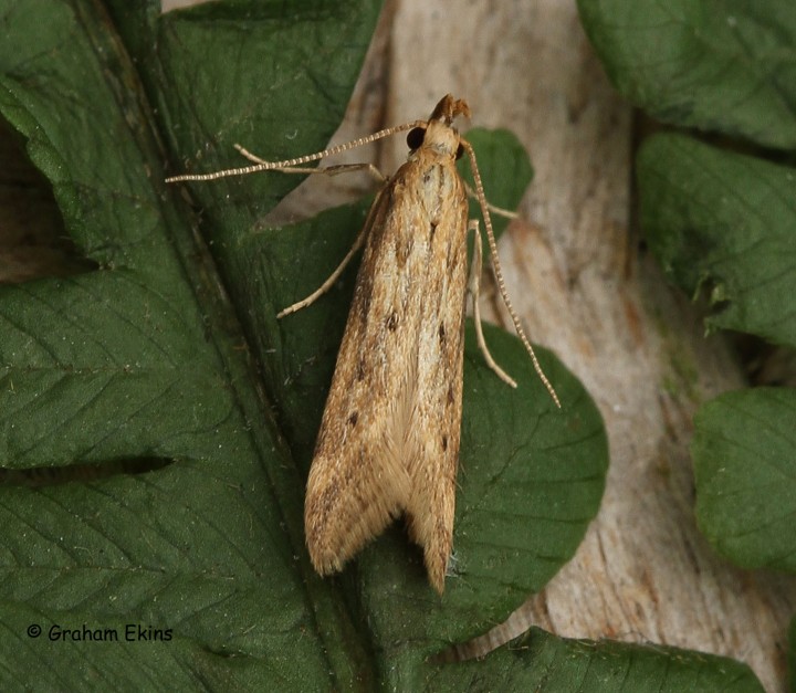 Metzneria lappella Copyright: Graham Ekins