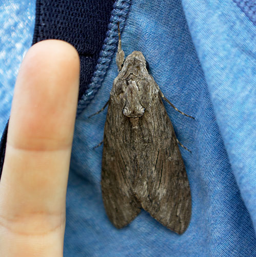 Convolvulus Hawk-moth (2) Copyright: Daniel Bridge