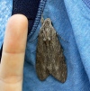 Convolvulus Hawk-moth (2)