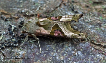 Angle Shades (Phlogophora meticulosa) 6 Copyright: Graham Ekins