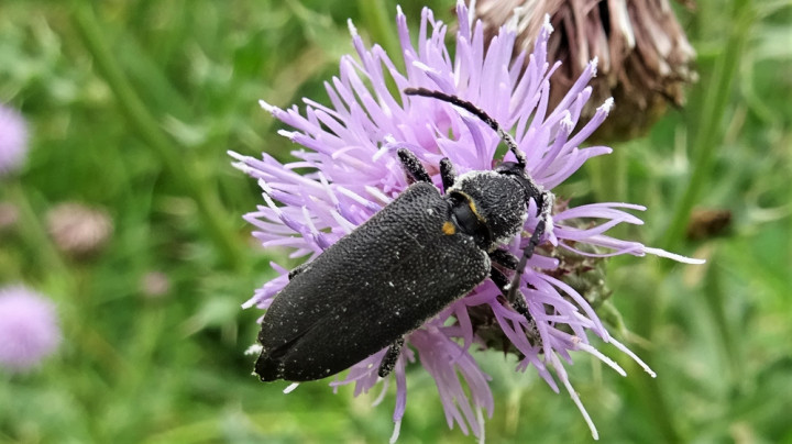 Large Black Longhorn Copyright: Raymond Small