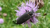 Large Black Longhorn Copyright: Raymond Small