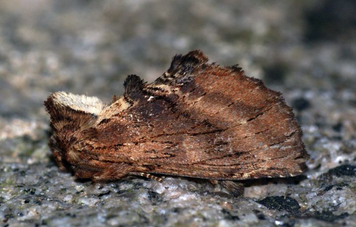 Coxcomb Prominent Copyright: Ben Sale