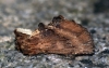 Coxcomb Prominent 