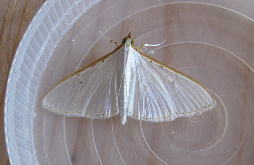 Palpita Vitrealis. Copyright: Stephen Rolls