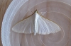 Palpita Vitrealis. Copyright: Stephen Rolls