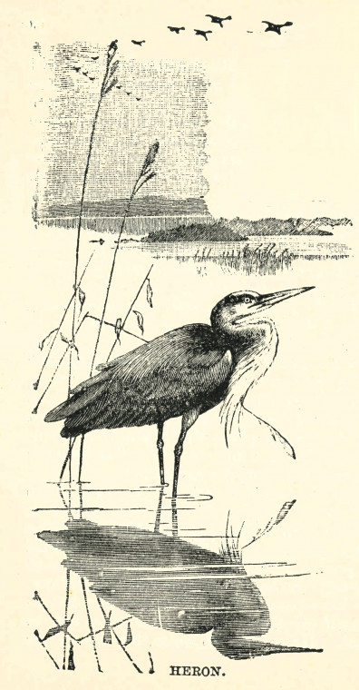 Heron Essex Holidays Lindley 1898 Copyright: Essex Holidays Lindley 1898