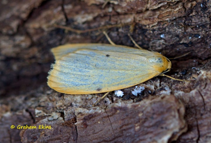 Four-dotted Footman Cybosia mesomella Copyright: Graham Ekins