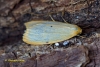 Four-dotted Footman Cybosia mesomella Copyright: Graham Ekins