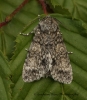 Poplar Grey Subacronicta megacephala Copyright: Graham Ekins