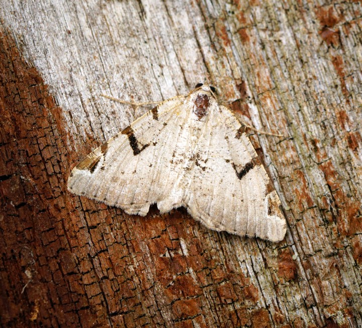 V-moth Copyright: Ben Sale