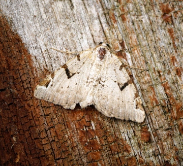 V-moth Copyright: Ben Sale