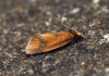 Agapeta zoegana 2 Copyright: Ben Sale