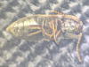 Agriotes obscurus underside Copyright: Robert Smith