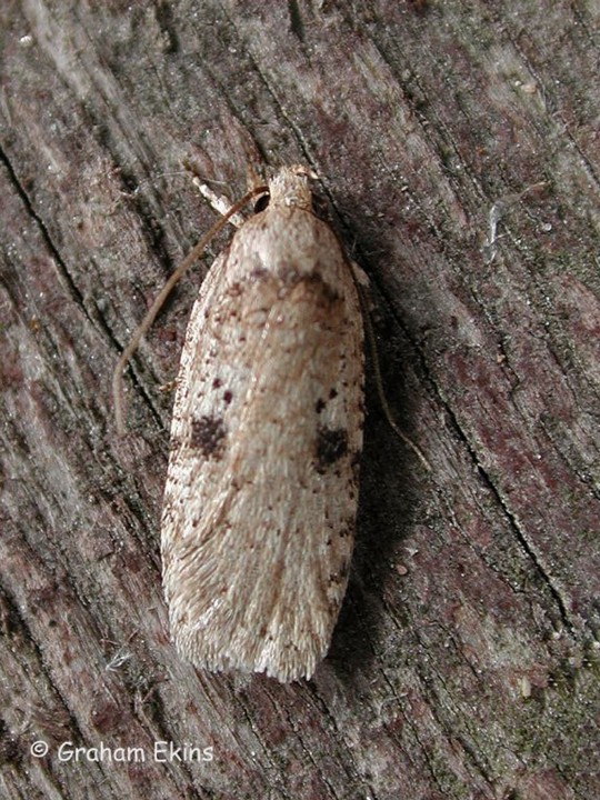 Agonopterix propinquella Copyright: Graham Ekins