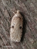 Agonopterix propinquella Copyright: Graham Ekins