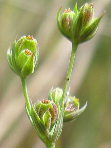 Bupleurum tenuissimum fruit Copyright: Deborah Allan 08-Sep-2010