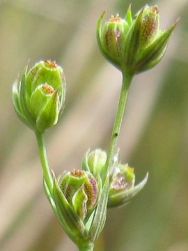 Bupleurum tenuissimum fruit Copyright: Deborah Allan 08-Sep-2010