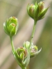 Bupleurum tenuissimum fruit