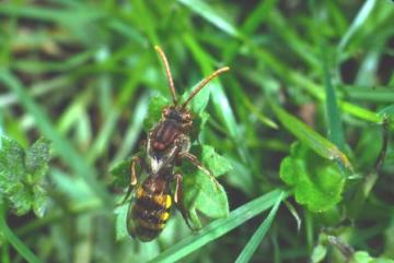 Nomada fulva Copyright: Peter Harvey