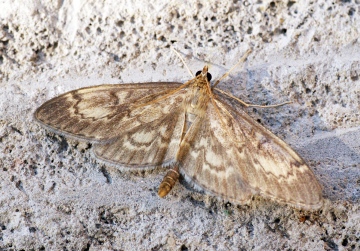 Anania lancealis Copyright: Ben Sale