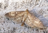 Anania lancealis