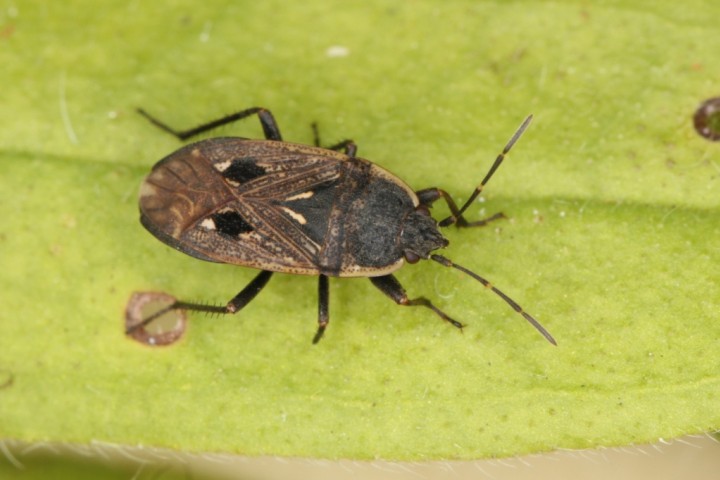 Graptopeltus lynceus Copyright: Peter Harvey