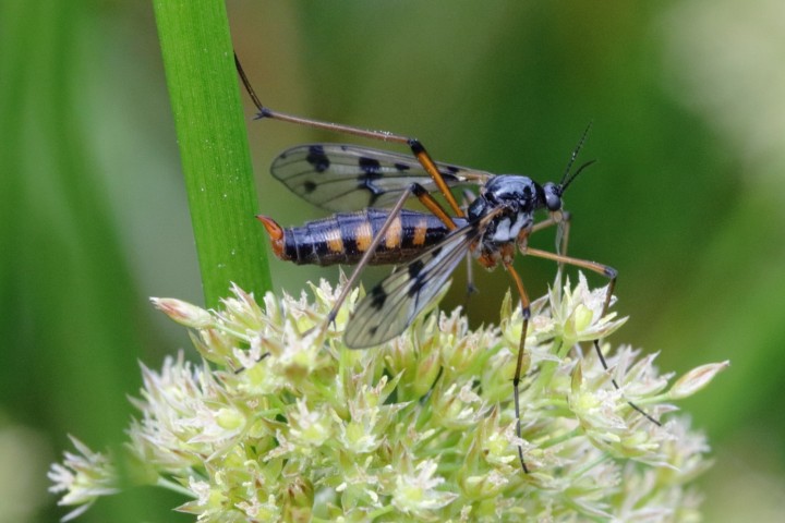 Ptychoptera contaminata Copyright: Michael Rumble