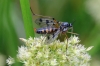 Ptychoptera contaminata Copyright: Michael Rumble