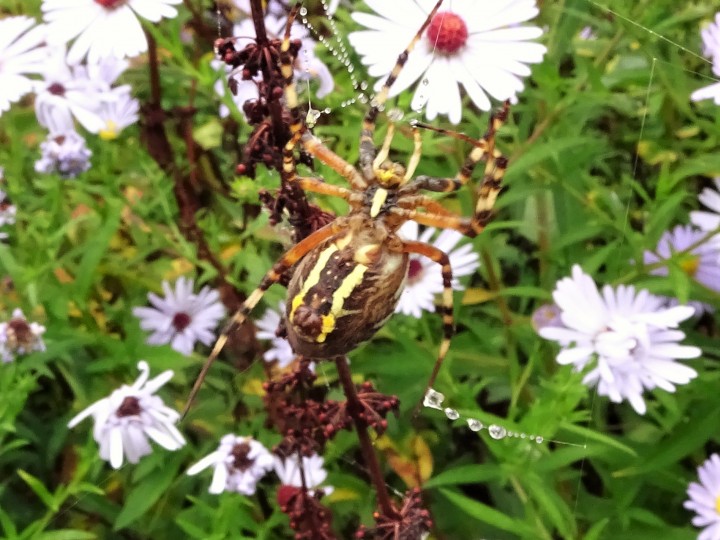 Wasp Spider - Underneath Copyright: Raymond Small