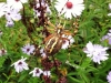 Wasp Spider - Underneath