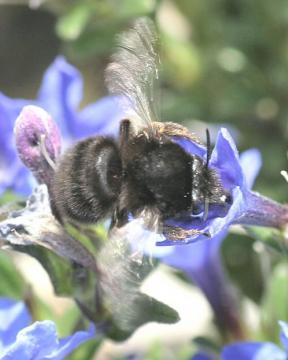 Anthophora plumipes Copyright: Brian Wadie