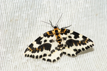 Magpie Moth 3 Copyright: Ben Sale