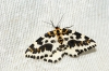 Magpie Moth 3 