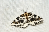 Magpie Moth 3