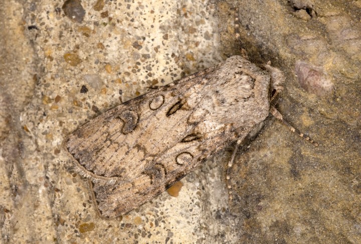 Turnip Moth 22-09-2020 Copyright: Bill Crooks