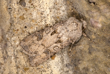 Turnip Moth 22-09-2020 Copyright: Bill Crooks